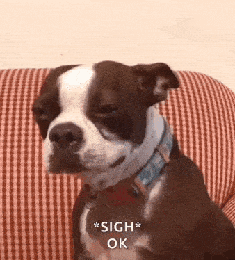 A Sad Boston terrier