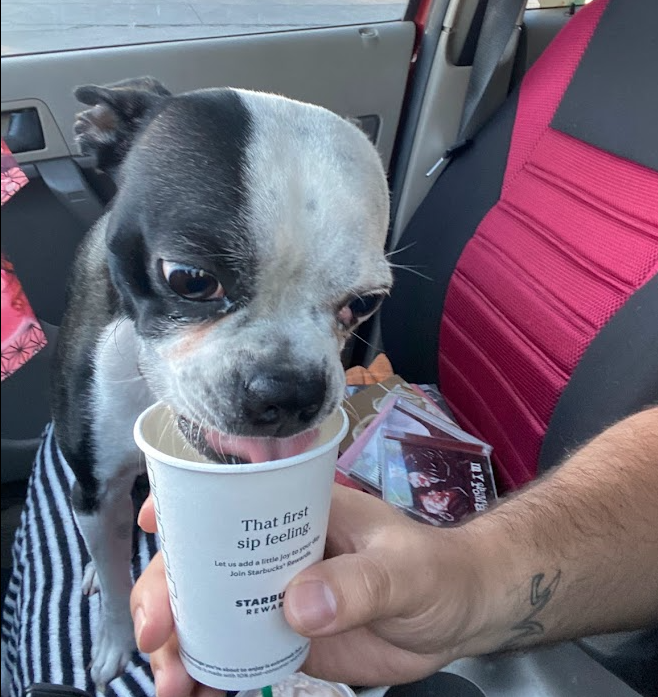 A photo of Polly enjoying a pupcup.