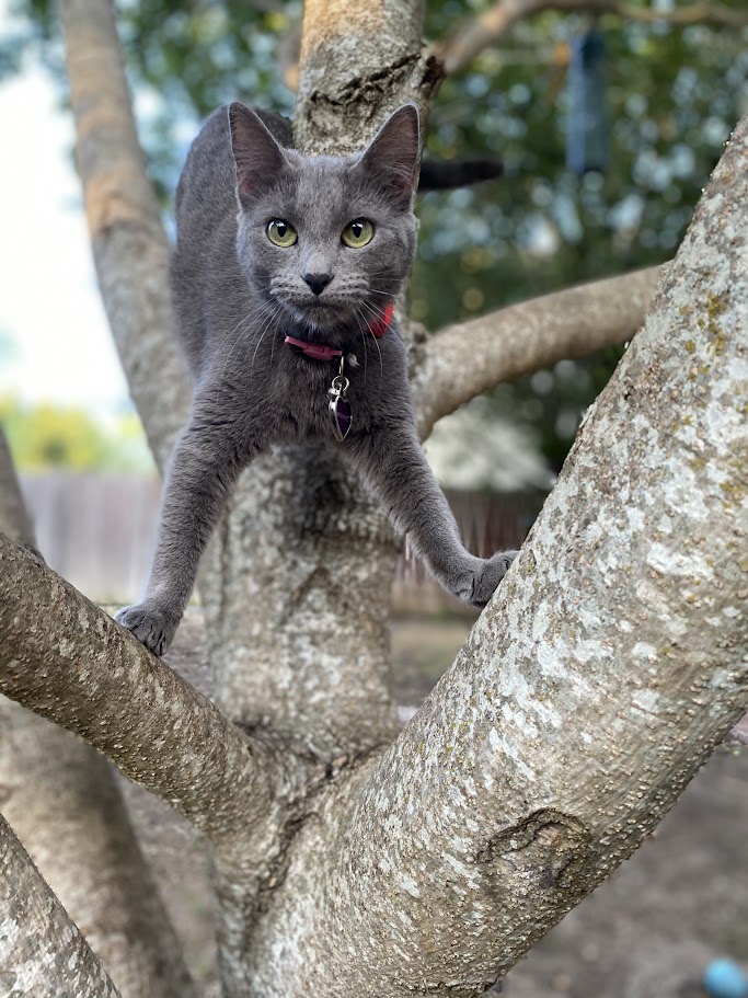 whispers tree.